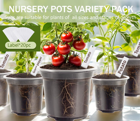 WandaQueen clear pot with drainage holes prevents root rot by draining excess water.