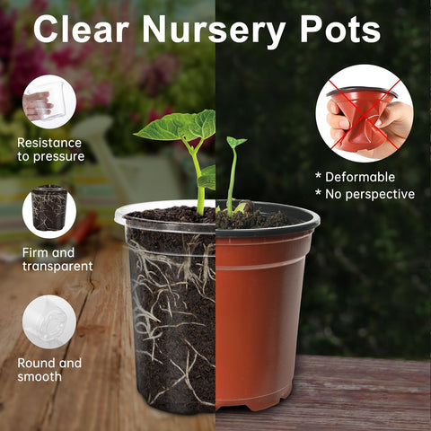 WandaQueen seedling pot transparency lets you inspect leaves and stems at a glance.