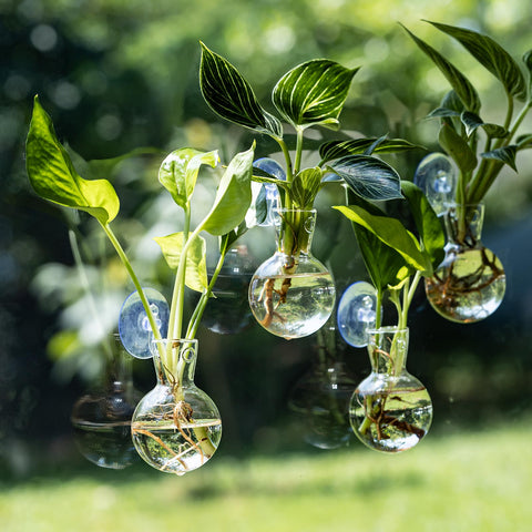 wangsdjy suction cup hanging wall planter installs without nails