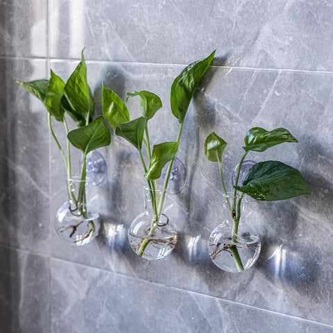 wangsdjy water-based-propagation-environment supports healthy-root formation and plant experimentation.