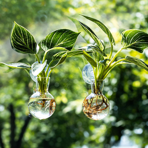 wangsdjy window propagation station glass vase with suction hook for easy wall display