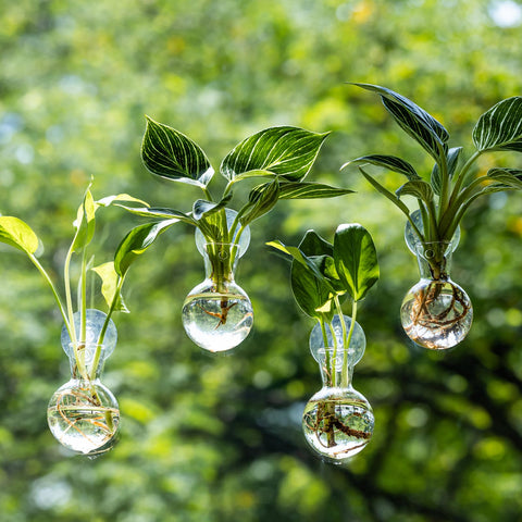 wangsdjy window-propagation-station-glass-vase showcases elegant roots and leaves display.