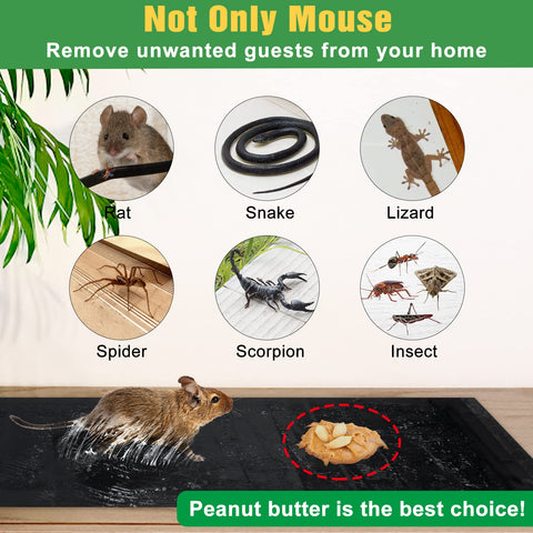 Wanqueen glue trap demonstrates year-round performance in damp indoor spaces