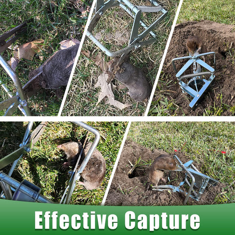 Wanqueen gopher traps with easy set; quick underground placement.