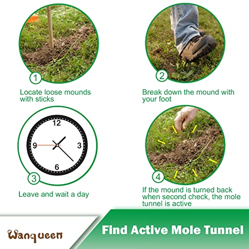 Wanqueen Mole Trap underground setup illustrates safe, simple placement beneath turf.