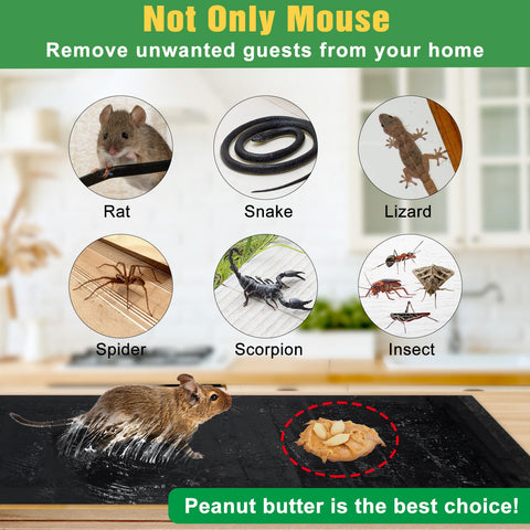 Wanqueen peanut bait center placement to attract rodents
