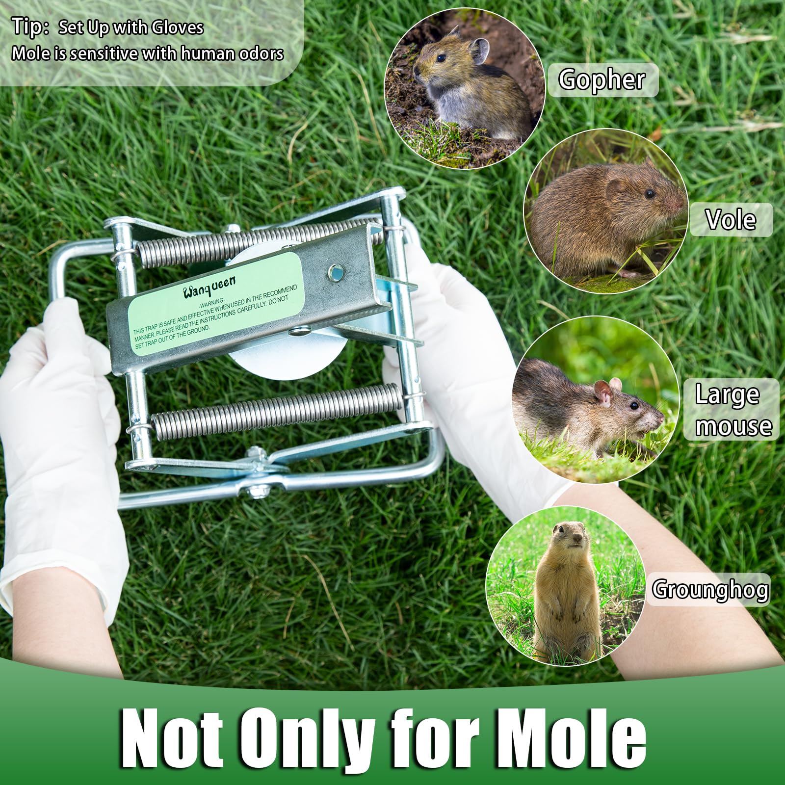 Wanqueen wide-application mole traps target moles, voles, and gophers.