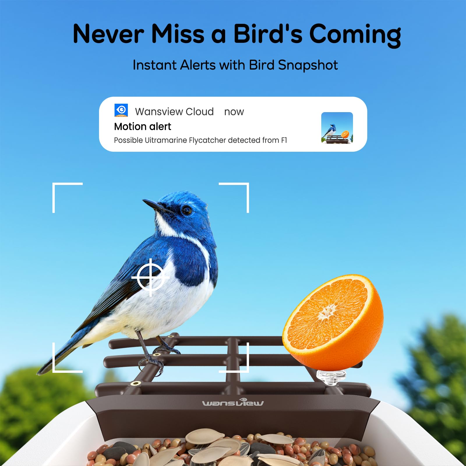 Wansview AI species identification highlights visiting birds.