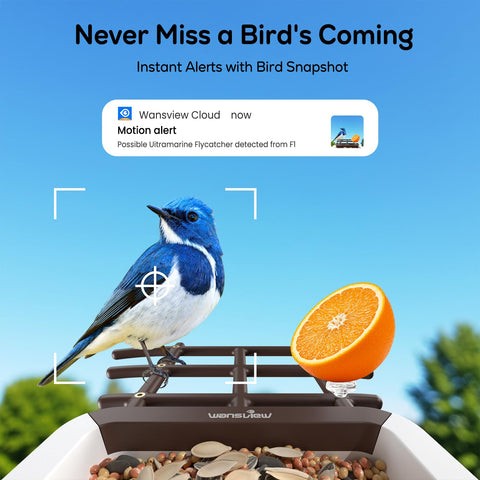 Wansview AI species identification highlights visiting birds.