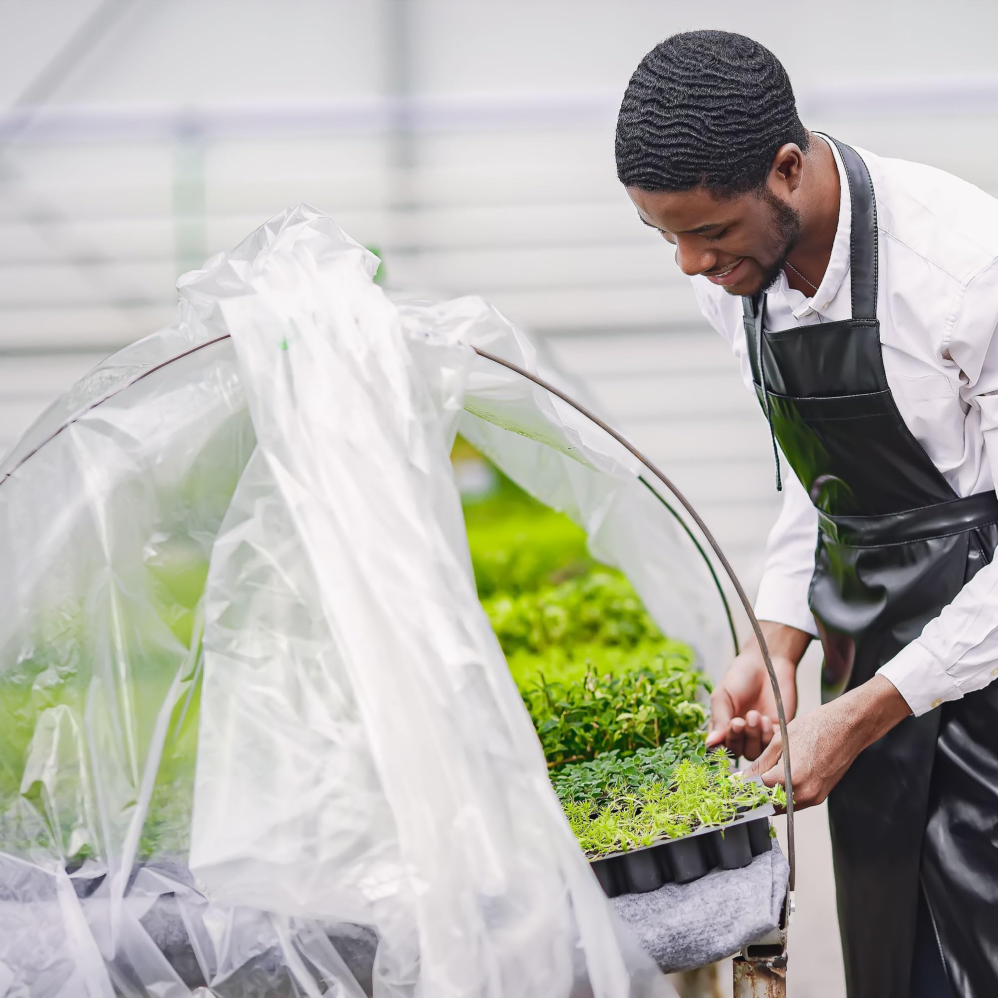 Warmfarm greenhouse film being unrolled for easy installation.