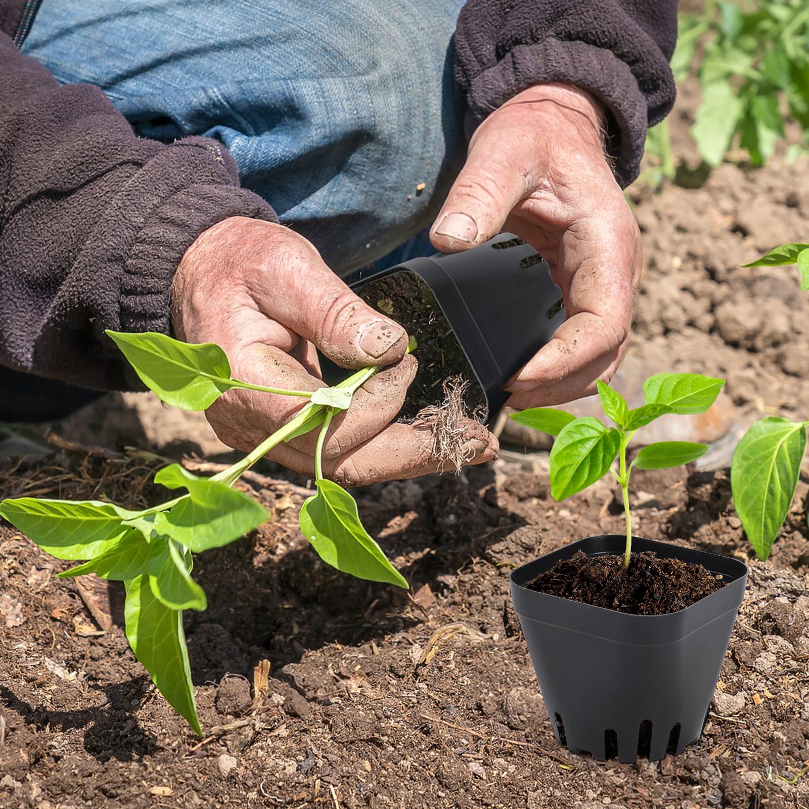 Warmfarm removable 2.6-inch pots simplify transplanting and protect delicate roots