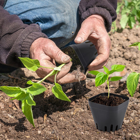 Warmfarm removable 2.6-inch pots simplify transplanting and protect delicate roots