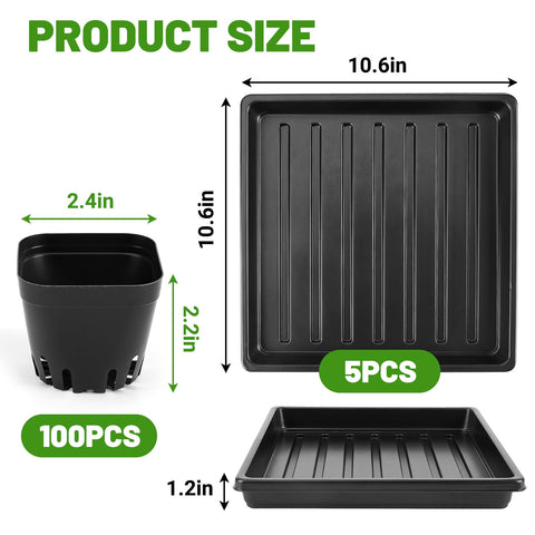 Seedling trays showing 16 pots per tray for neat organization and watering.