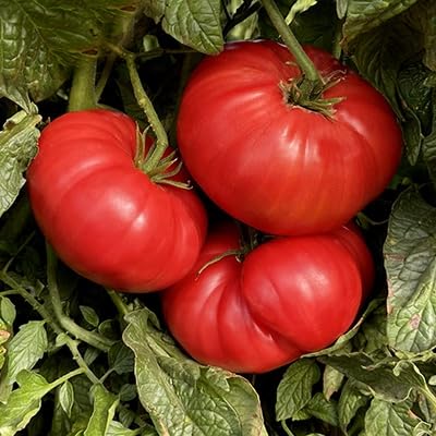Ripe Watermelon Beefsteak tomatoes on vines highlight large, juicy fruit.