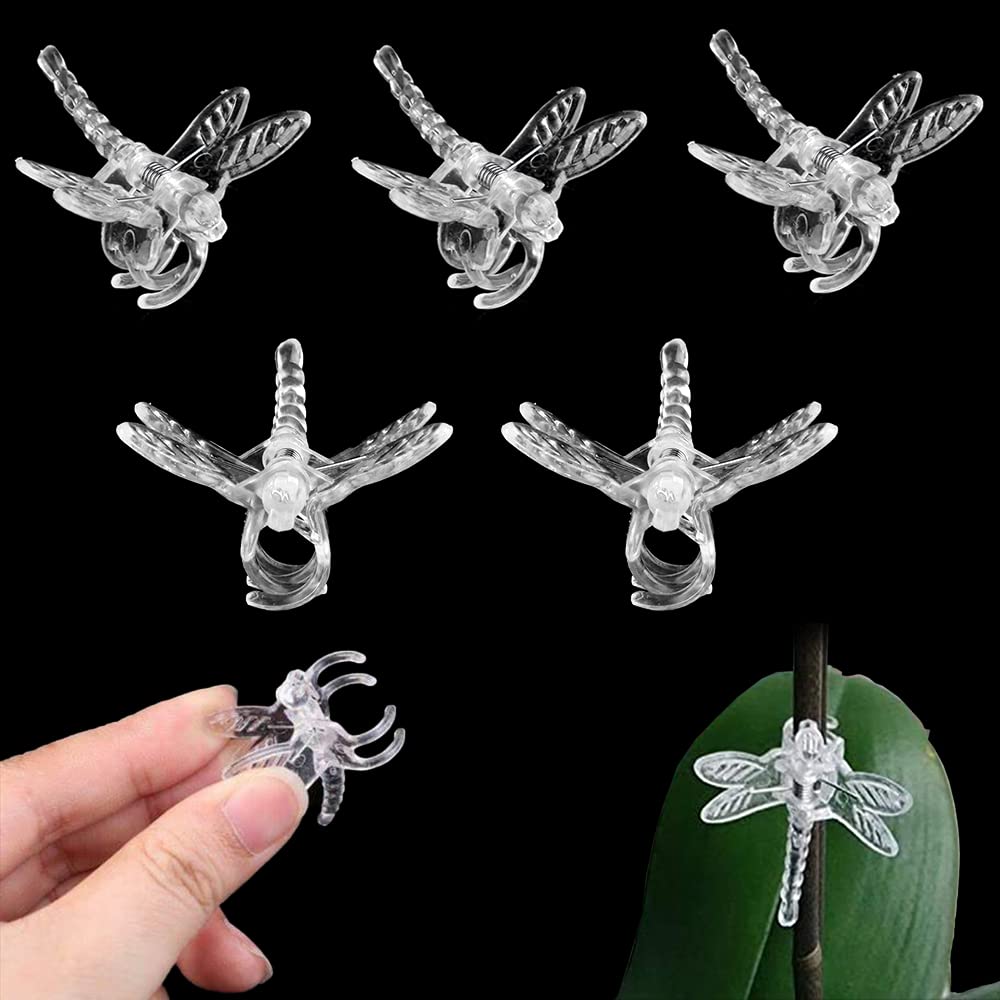 Watris Veiyi dragonfly-clip secures orchid stems safely for upright growth.