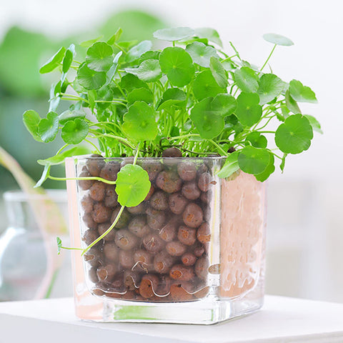 WAURHER hydroponic system setup with Leca pebbles promoting moisture balance
