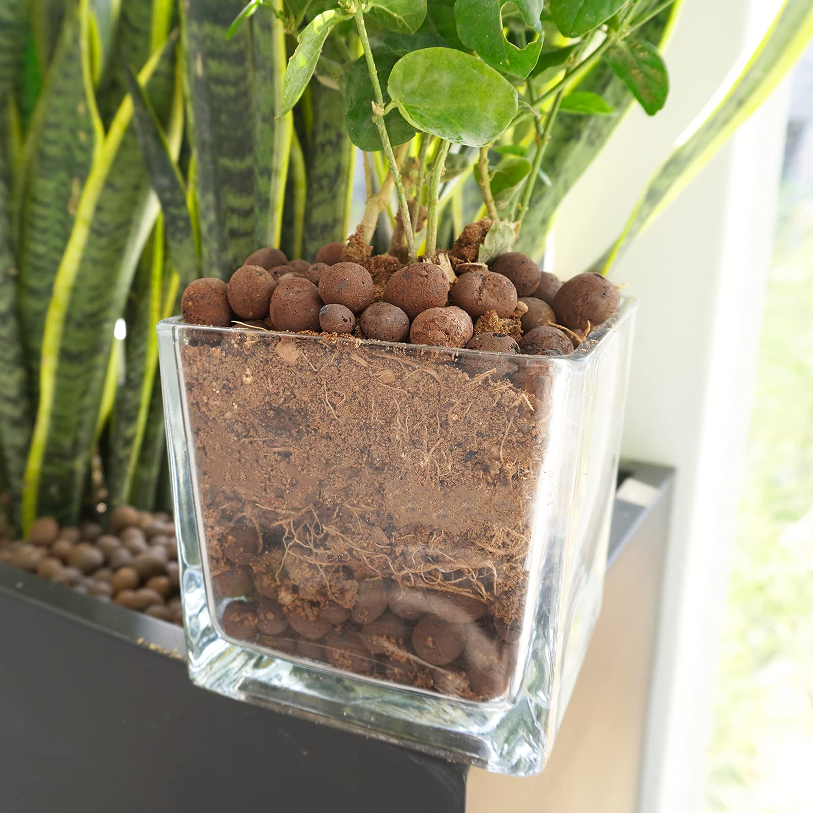 WAURHER Leca pebbles used as aquarium substrate for plants