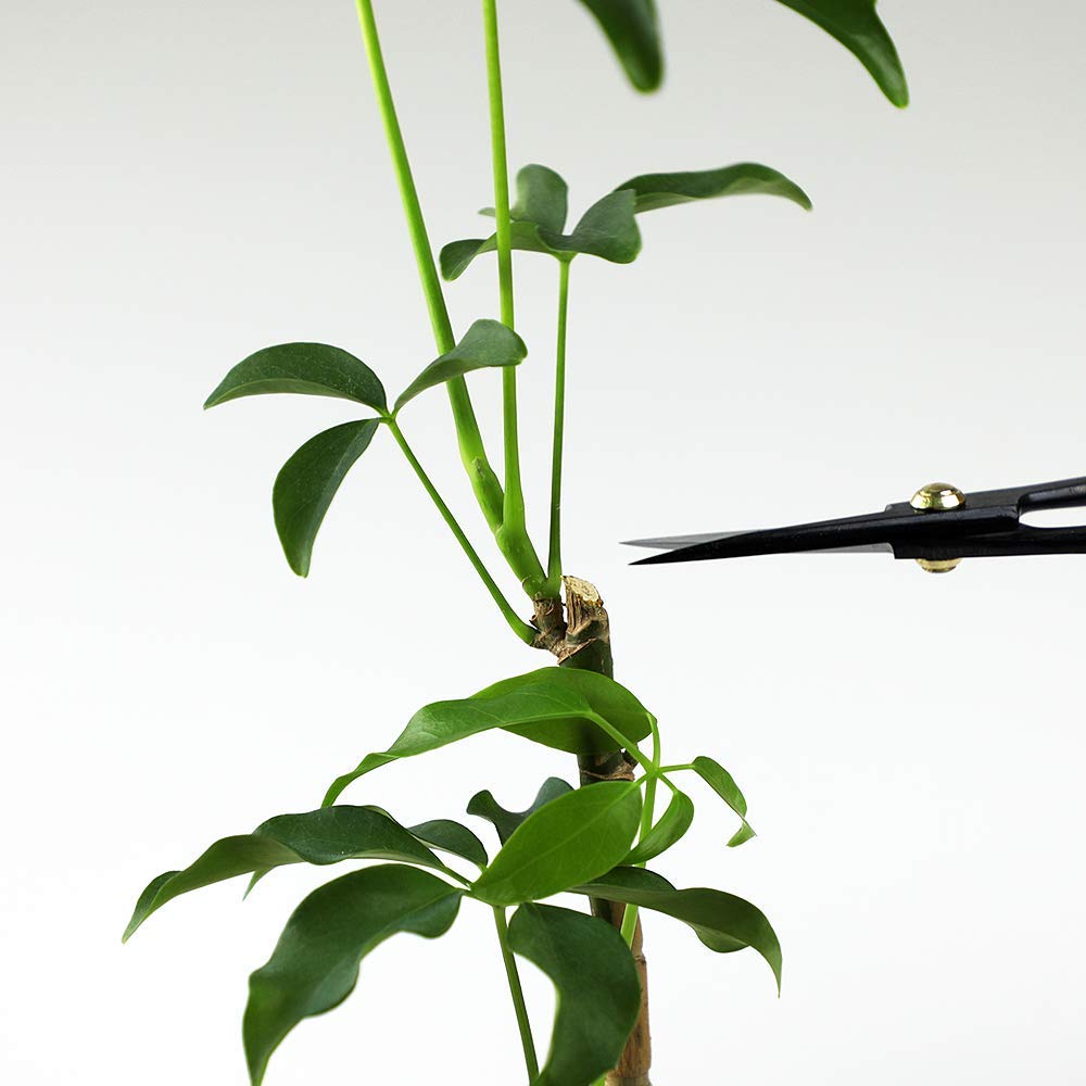 Wazakura Hanafubuki bonsai scissors garden care with ergonomic balance.