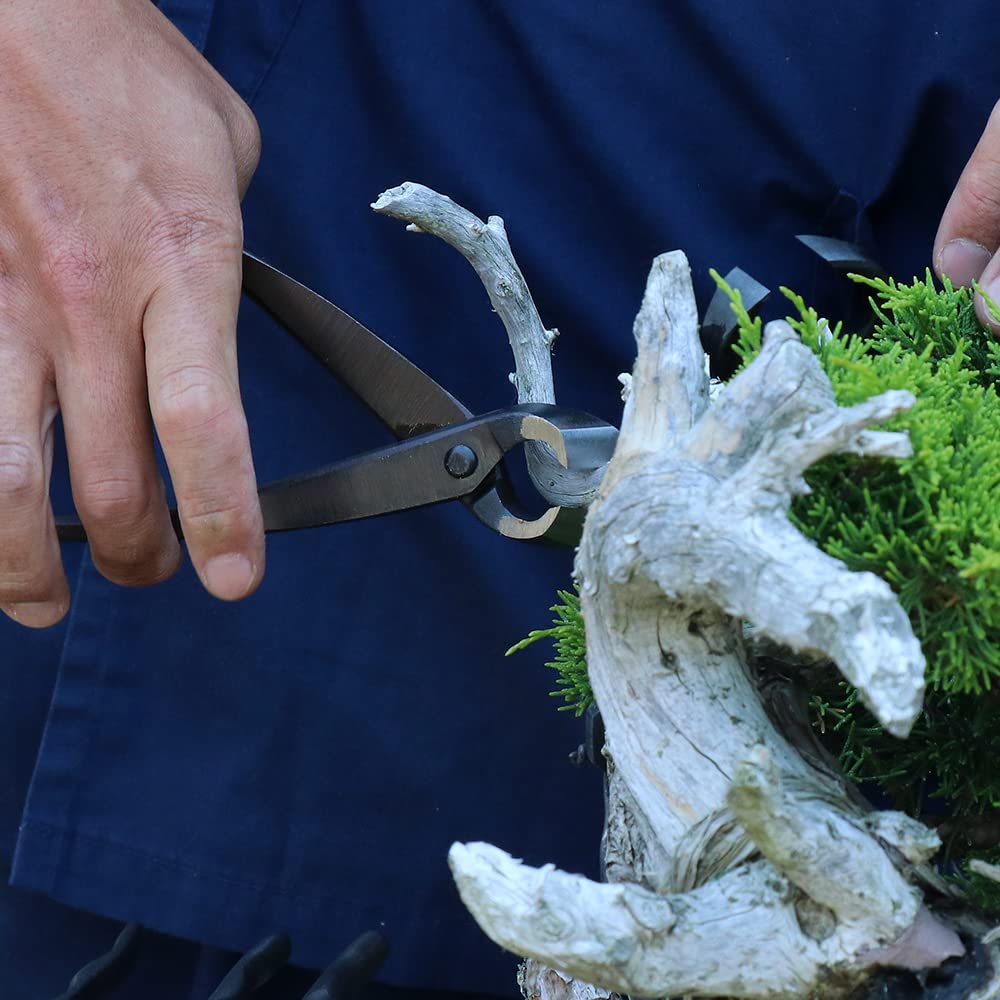 Wazakura hand forged bonsai blade close-up highlights sharp precision.
