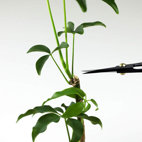 Wazakura Satsuki Bonsai Scissors slim profile supports deep canopy access.
