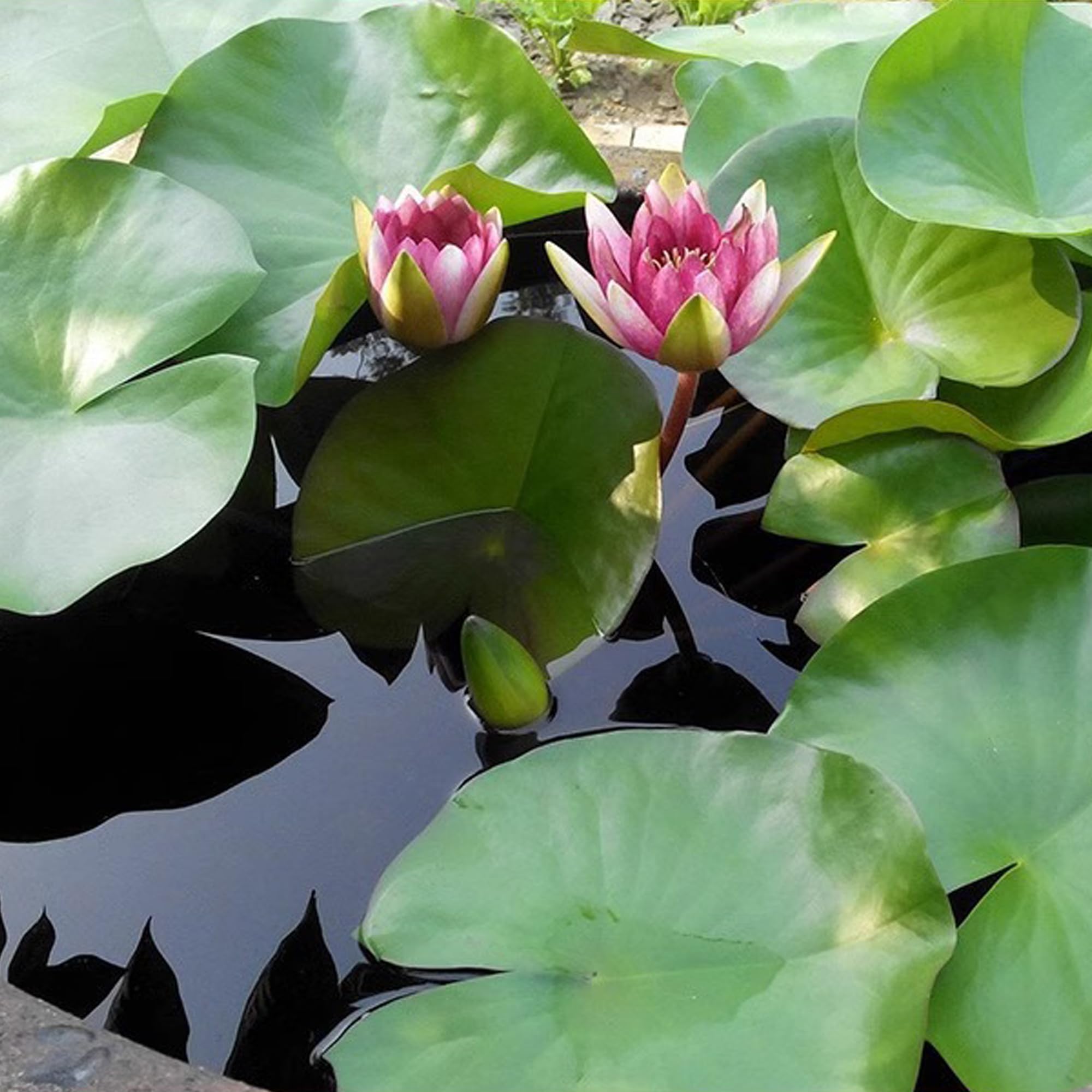 WBHWW Aquatic soil anchors plants and roots in substrate