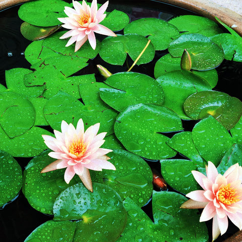WBHWW Fine-textured soil promotes easy distribution for pond planting