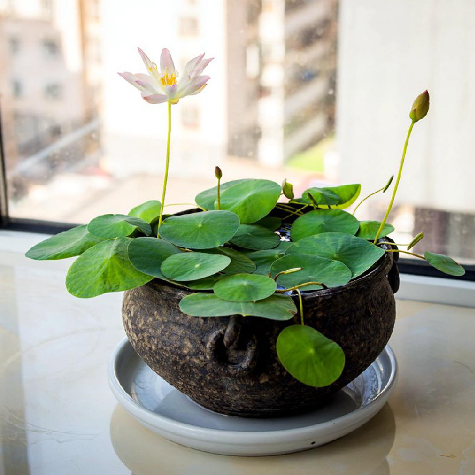 WBHWW Aquatic soil in scene with water lilies ready for planting