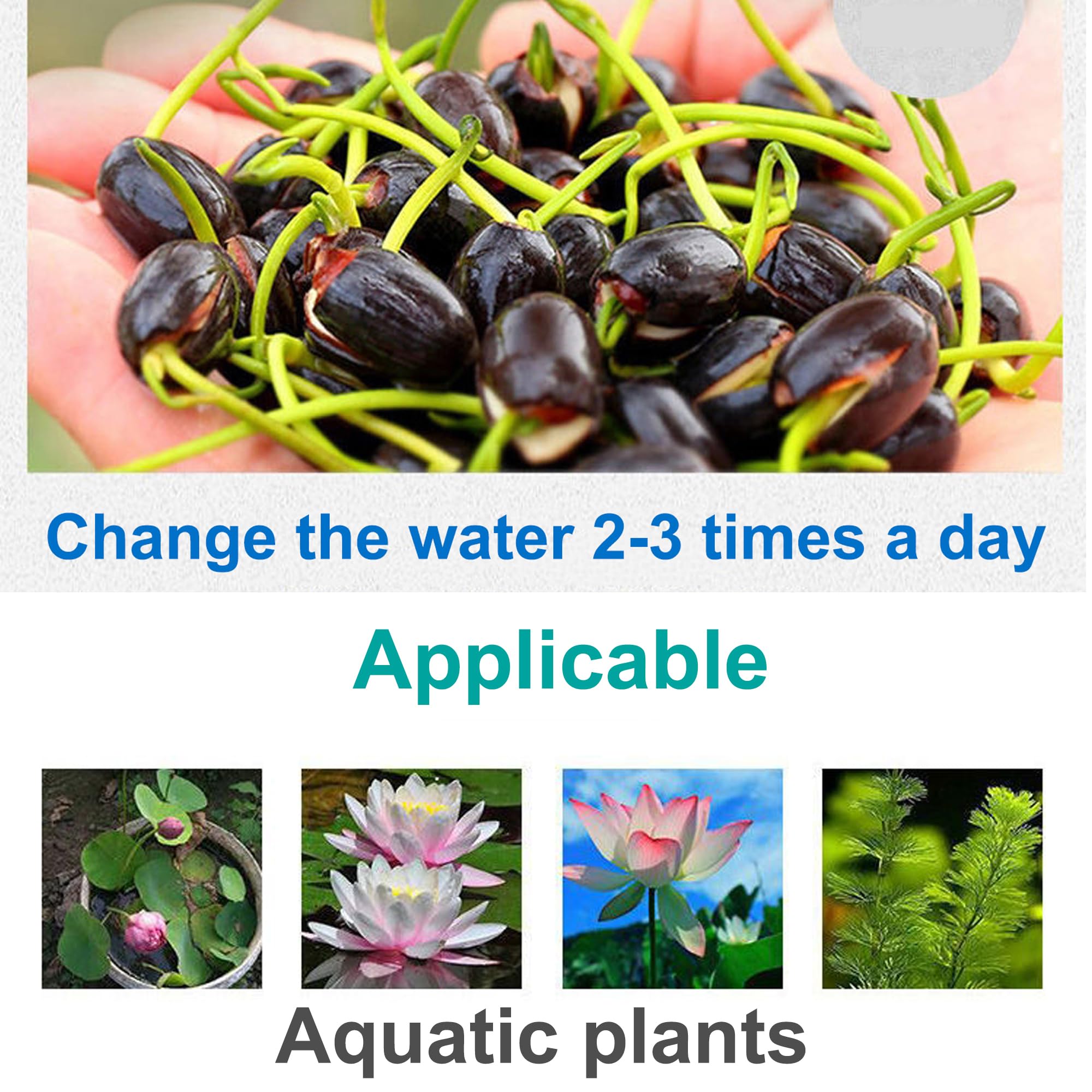 WBHWW Water lilies planted scene with aquatic soil substrate