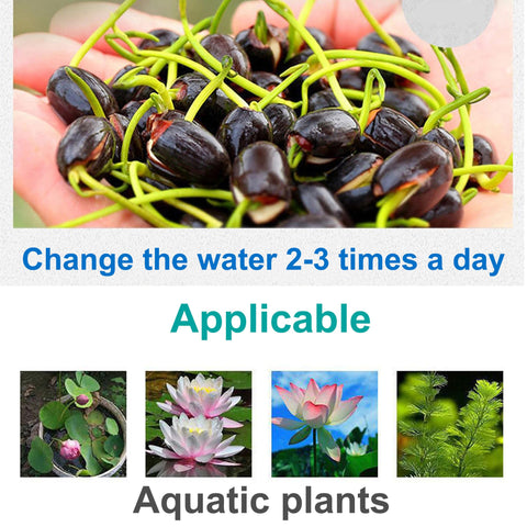 WBHWW Water lilies planted scene with aquatic soil substrate