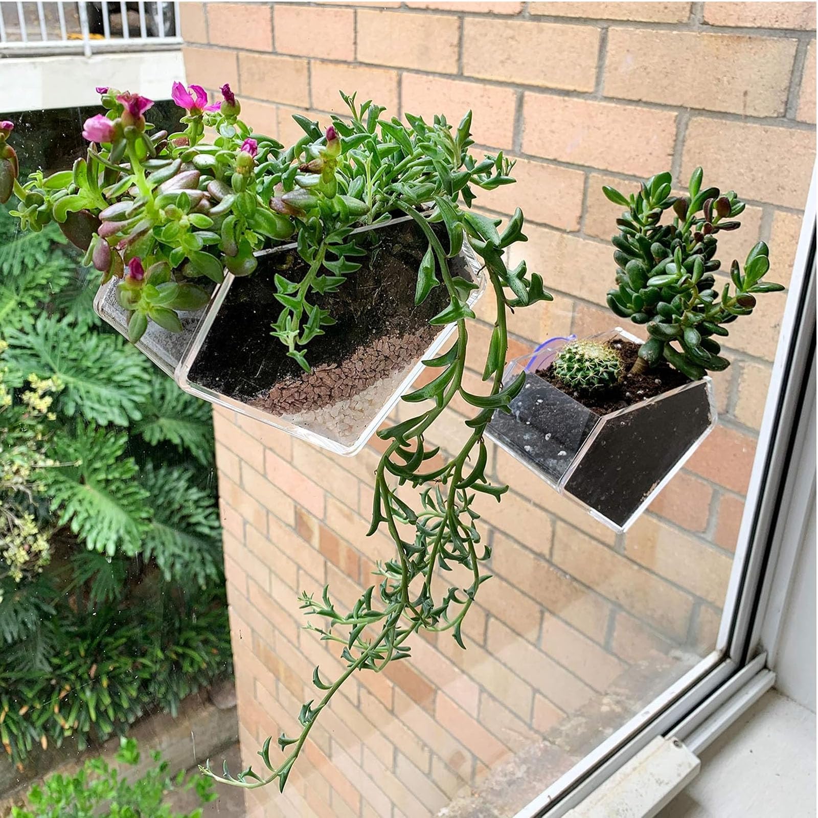 wdcfxy clear diamond window planter ideal for kitchen herbs and easy access