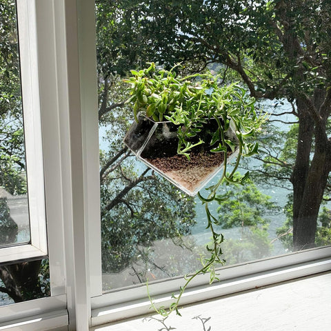 wdcfxy suction cup window planter mounts securely to glass without drilling