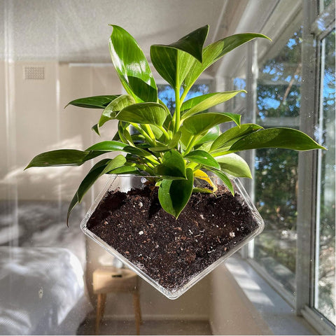 wdcfxy transparent acrylic diamond window planter with succulent for bright windowsill decor