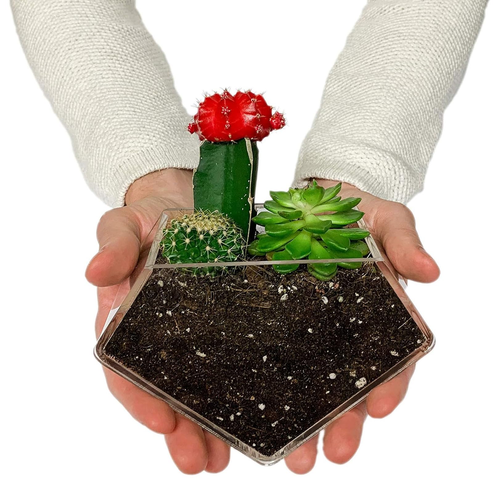wdcfxy diamond window planter adds contemporary charm to office or aquarium setups