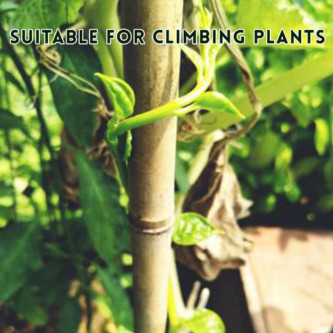 WDZZHOT cucumber and pepper stake in bamboo for better sun exposure