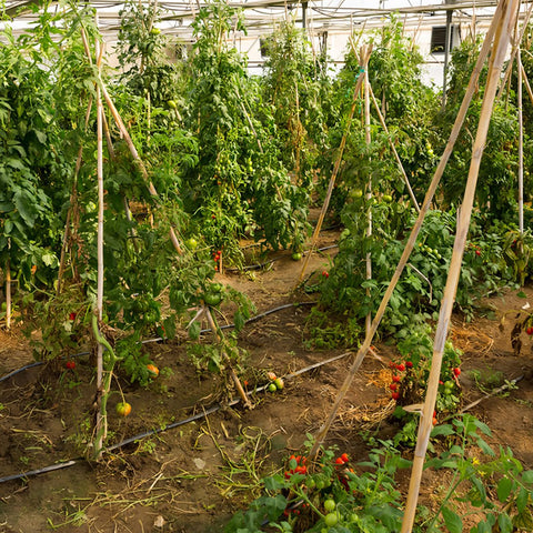 WDZZHOT vegetable stakes provide durable bamboo support for crops.