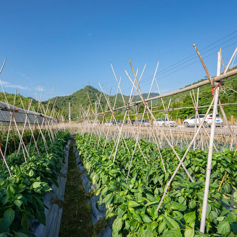 Eco-friendly, reusable WDZZHOT bamboo stakes for sustainable gardening