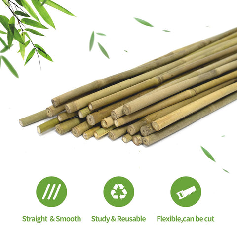 WDZZHOT plant support stakes for beans and cucumbers aid climbing growth.