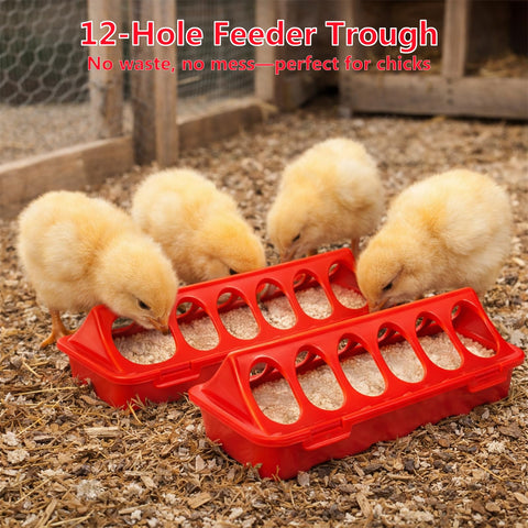 Weartfun feeder with 12 ports reduces crowding in brooder.