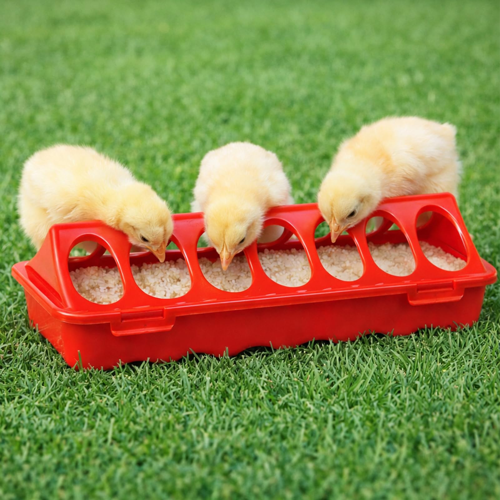 Durable plastic construction stands up to outdoor brooder conditions.