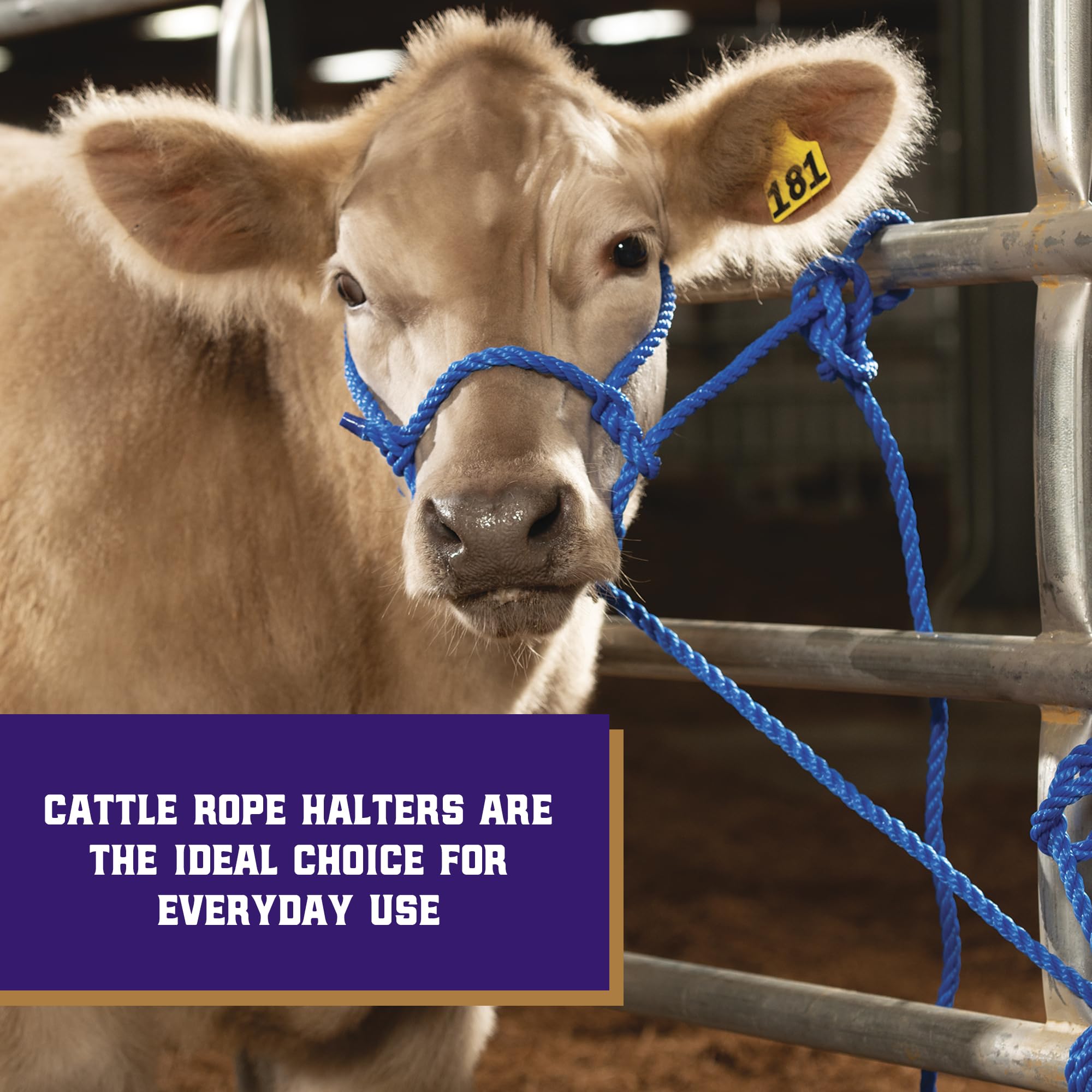 Weaver Leather adjustable cattle halter showing secure fit for varying sizes.