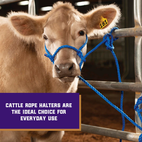 Weaver Leather adjustable cattle halter showing secure fit for varying sizes.
