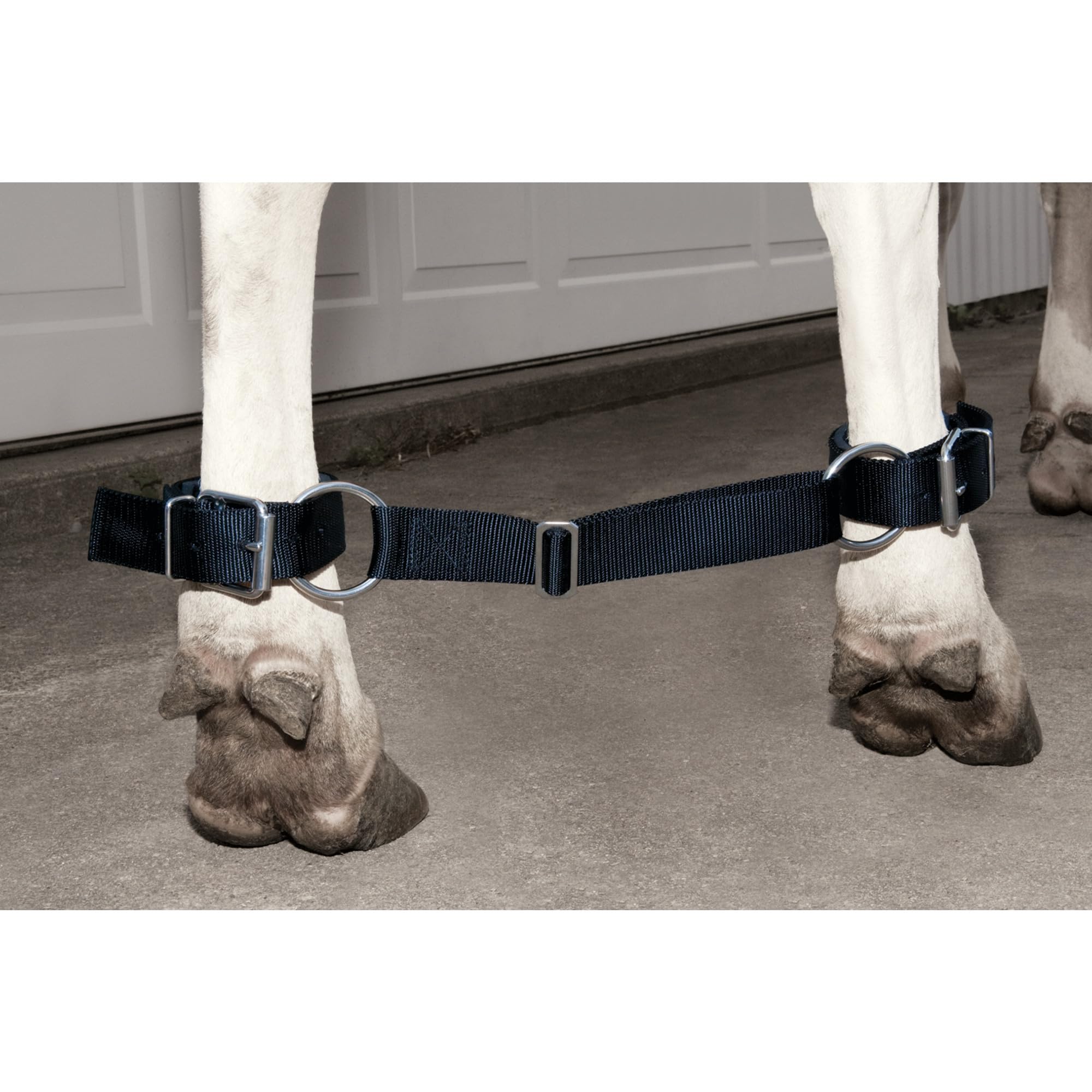 Weaver Leather cow hobble showing middle strap adjustability for customizable fit during handling.