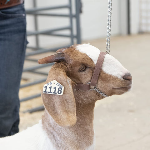 Weaver Leather Livestock Brahma Webb Goat Halter side view; weather-resistant and easy to clean.