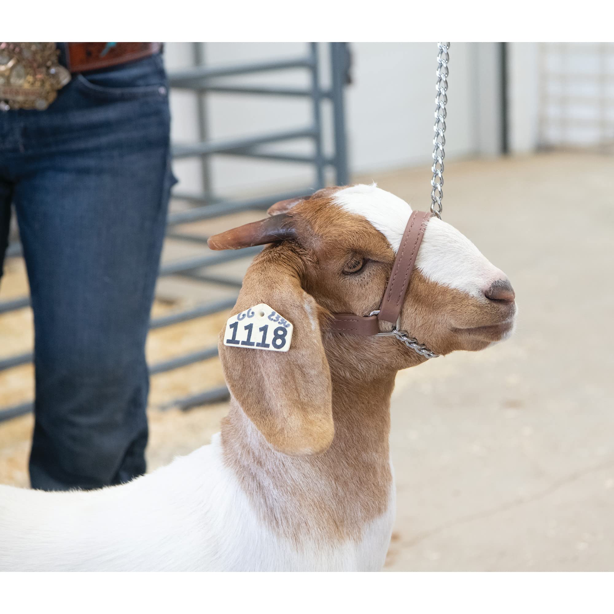 Wea ver Leather Livestock Brahma Webb Goat Halter with lead for quick attachment