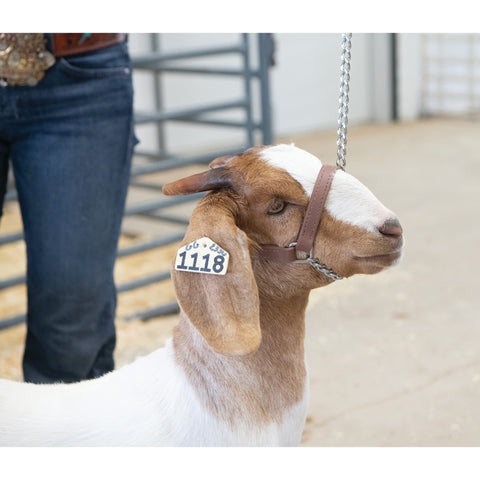 Wea ver Leather Livestock Brahma Webb Goat Halter with lead for quick attachment