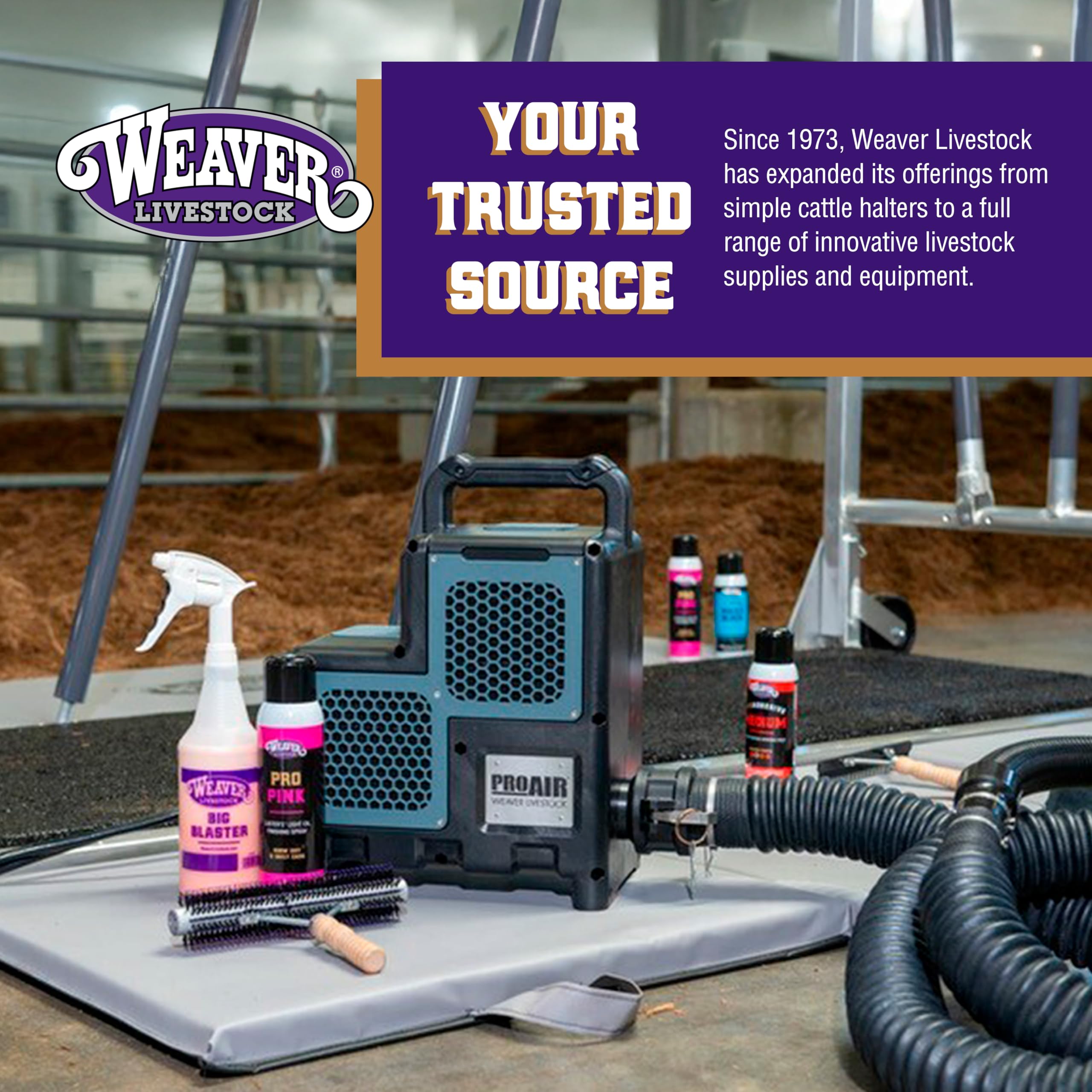 Weaver Leather Livestock Waterless Shampoo show-ready coat on livestock.