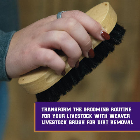 Weaver Livestock Barn Brush showing wooden handle for comfortable grooming