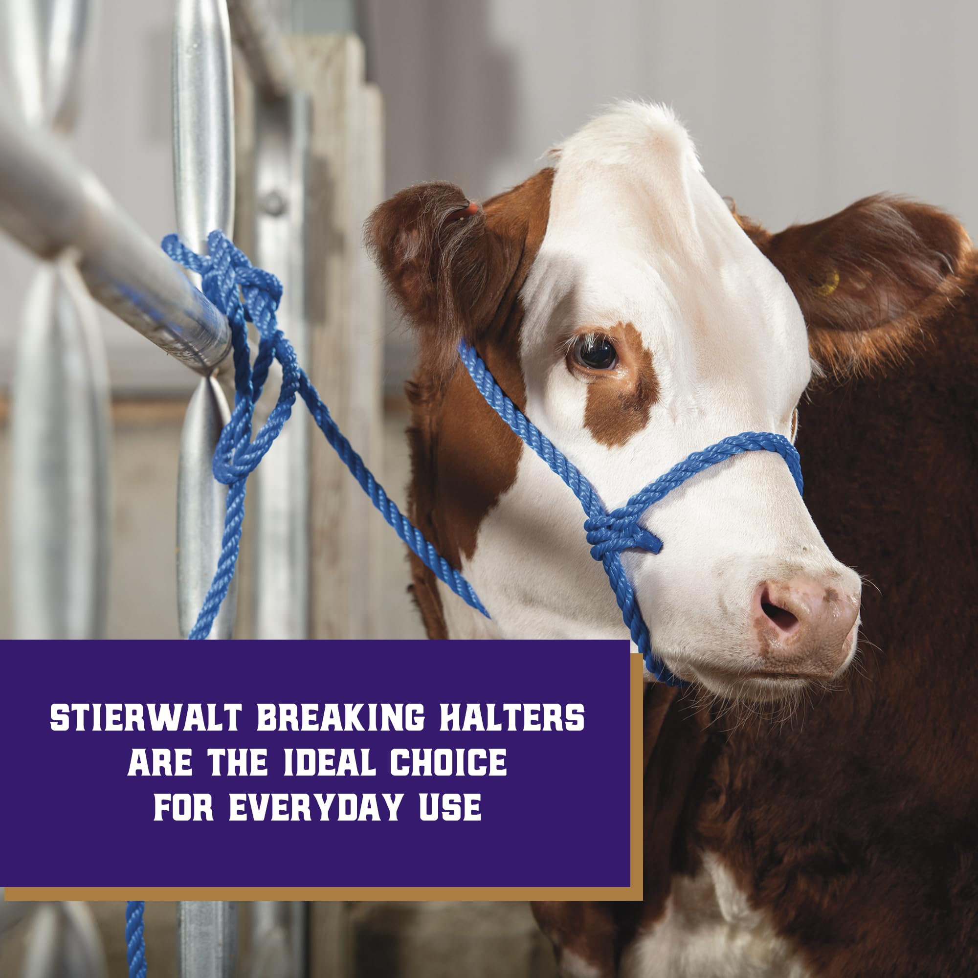Weaver Livestock blue cattle halter shows adjustable fit for comfortable control in show or daily tasks