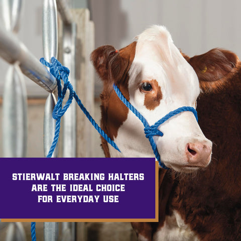 Weaver Livestock blue cattle halter shows adjustable fit for comfortable control in show or daily tasks