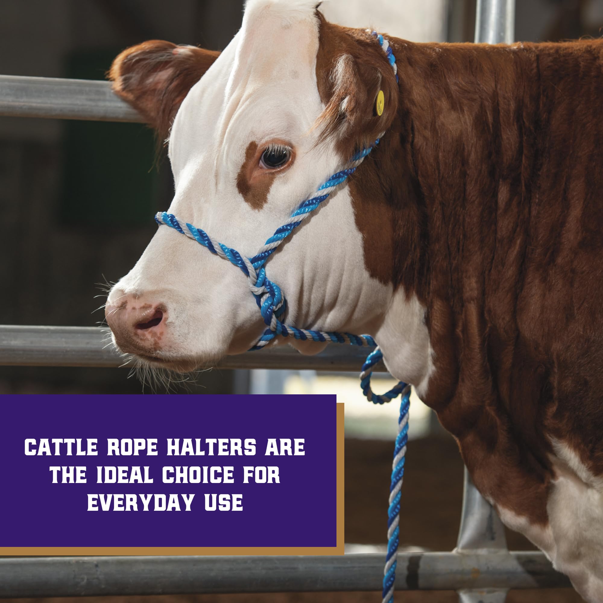 Weaver Livestock braided rope halter close-up showing durable poly rope for daily use.